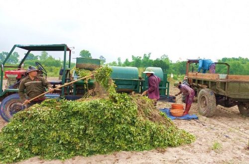 Thu hoạch đậu phụng xã Bình Thuận