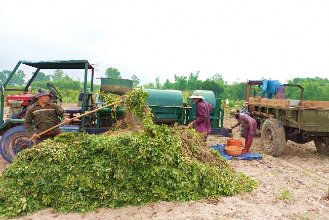Thu hoạch đậu phụng xã Bình Thuận